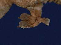 Tokay gecko Collection Image, Figure 2, Total 9 Figures